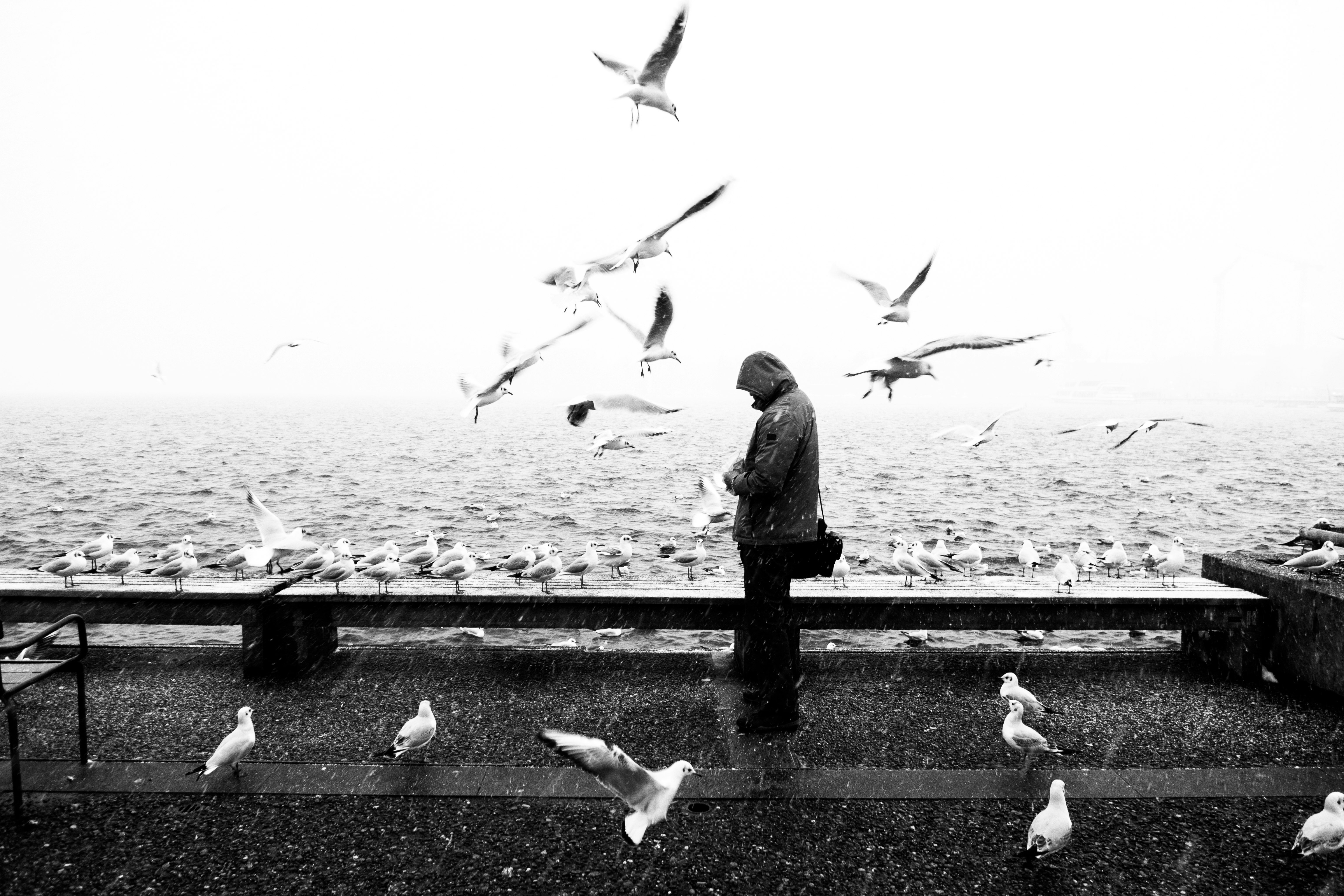 grayscale photo of person in gray hoodie surrounded by flying birds